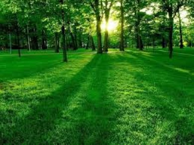 Dự án đầu tư trồng rừng phủ xanh đất trống và bổ xung đất rừng phòng hộ phục vụ du lịch sinh thái