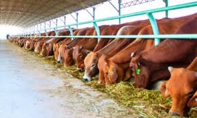 Quy định báo cáo đánh giá tác động môi trường của dự án chăn nuôi gia súc, gia cầm